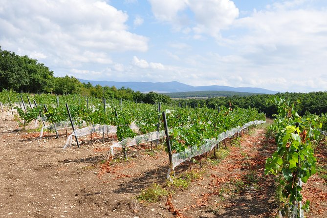 Full-Day Wine Tour from Istanbul - Lunch break: plan for the meal, but confirm wine coverage