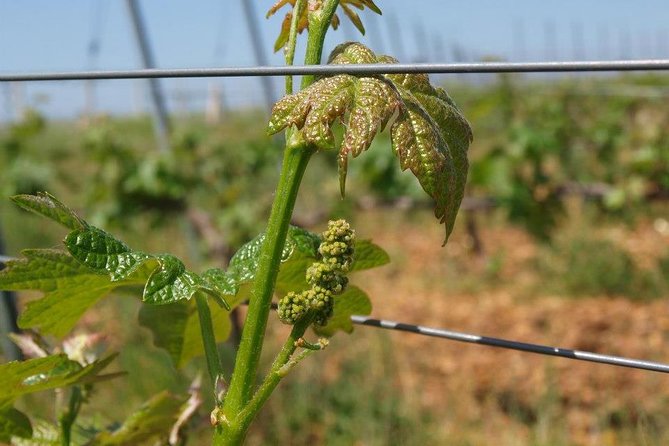 Full-Day Wine Tour from Istanbul - How to get the most from the tastings (even if you do not consider yourself a wine person)