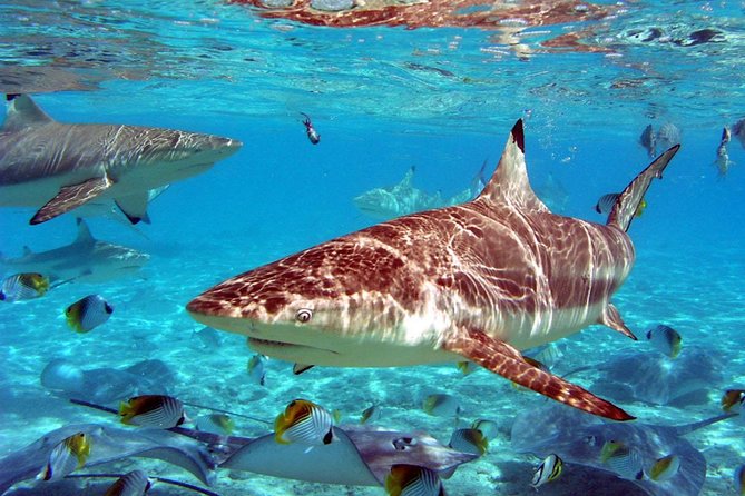 Istanbul Aquarium and Aqua Florya Independent Shopping Trip - Timing, Comfort, and What to Expect During the Day