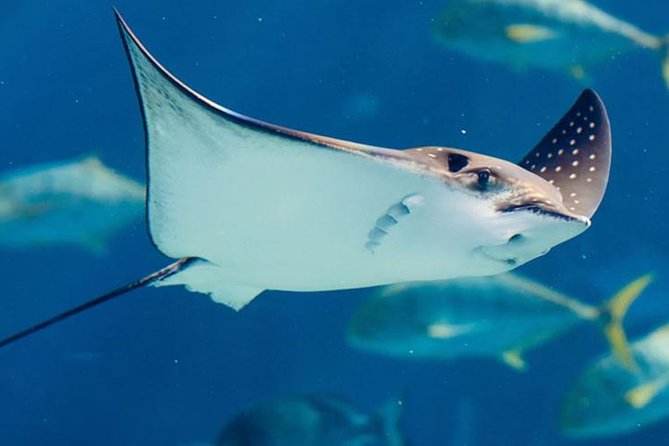 Istanbul Aquarium and Aqua Florya Independent Shopping Trip - Who This Tour Suits Best (and Who Might Be Happier Doing It Independently)
