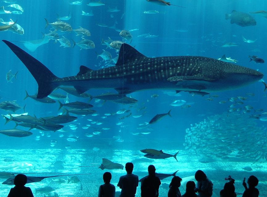 Istanbul Aquarium and Aqua Florya Shopping Mall Tour - What You’ll Notice First (Key Highlights)