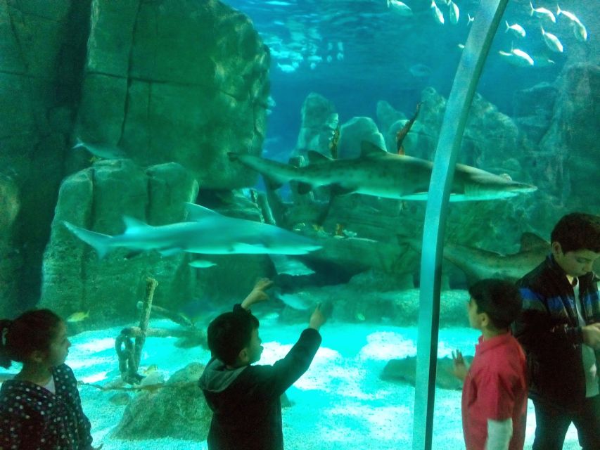 Istanbul Aquarium and Aqua Florya Shopping Mall Tour - Tips, Timing, and Who This Tour Suits Best