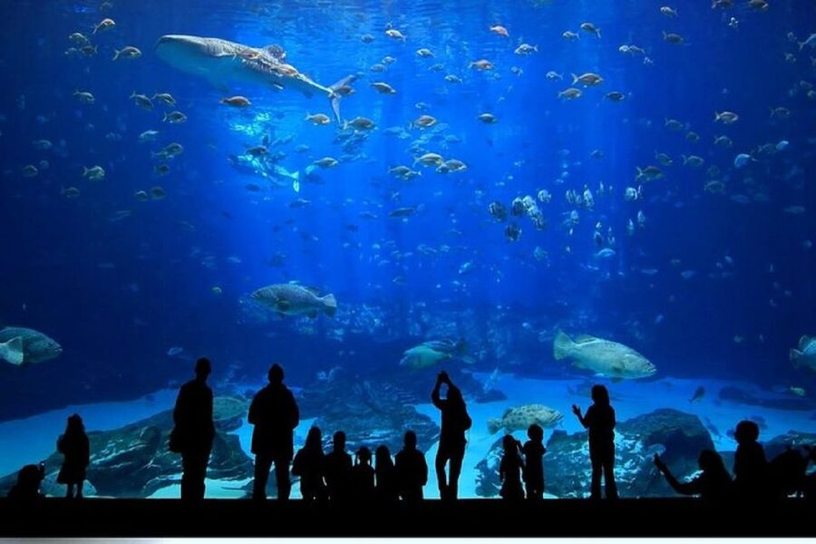 Istanbul Aquarium and Aqua Florya Shopping Mall Tour - Price and Value, Including What Lunch Costs You