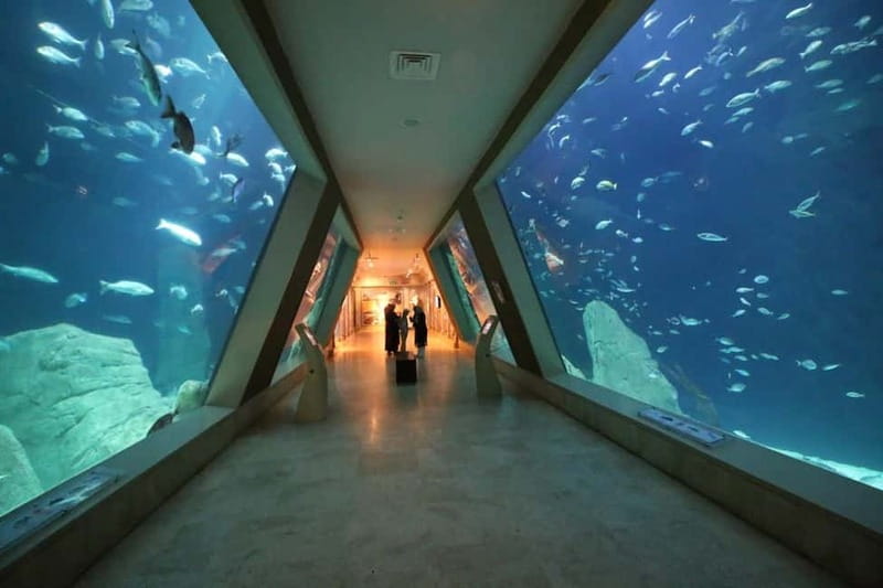 Istanbul: Aquarium Ticket and Round Trip Shuttle from Taksim - Key things to know before you go