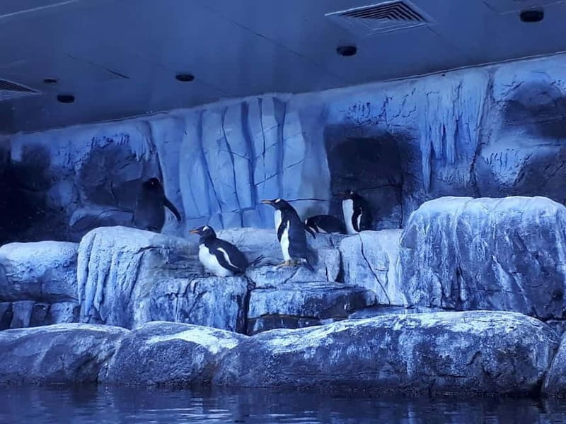 Istanbul: Aquarium Ticket and Round Trip Shuttle from Taksim - Taksim shuttle logistics: why this combo works in Istanbul