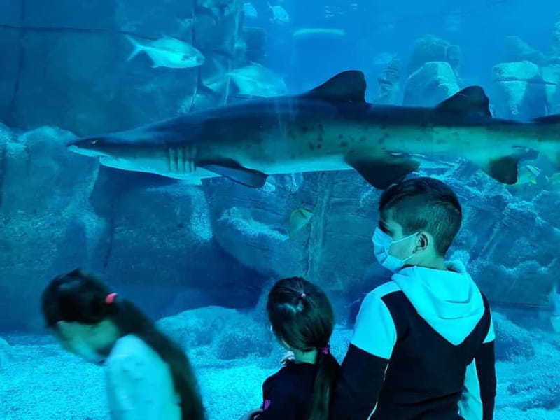 Istanbul: Aquarium Ticket and Round Trip Shuttle from Taksim - The aquarium route: ocean habitats, rainforest scenes, and 17 zones