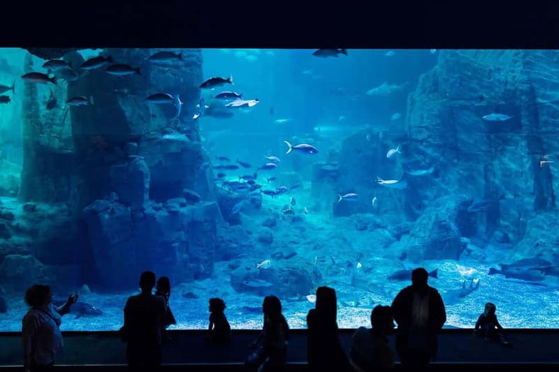 Istanbul: Aquarium Ticket and Round Trip Shuttle from Taksim - Animal highlights you will actually care about