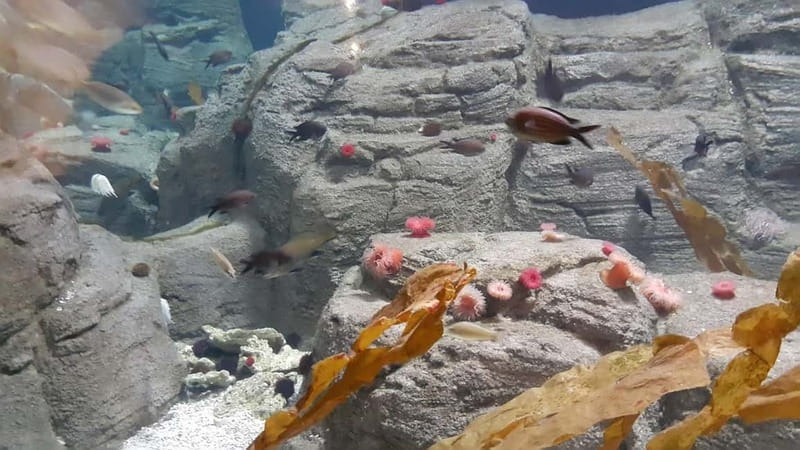 Istanbul: Aquarium Ticket and Round Trip Shuttle from Taksim - Skip-the-line entry: what it means for your actual visit time