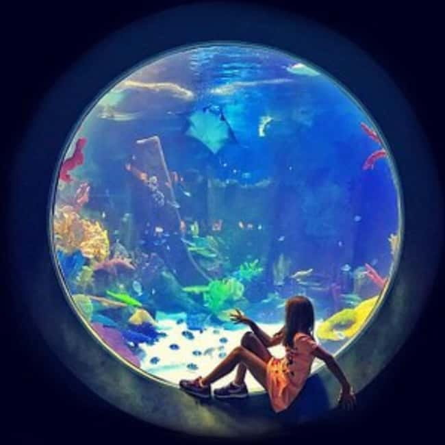 Istanbul: Aquarium Ticket with Shuttle Bus from Sultanahmet - Price and value: does $31 make sense?
