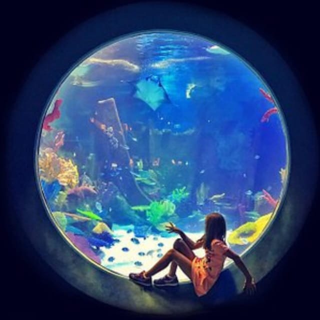 Istanbul: Aquarium Ticket with Shuttle Bus from Sultanahmet - The pace and timing: how long you’ll want to stay