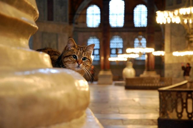 Istanbul Highlights: Half Day Morning Tour - Price and what you’re actually paying for