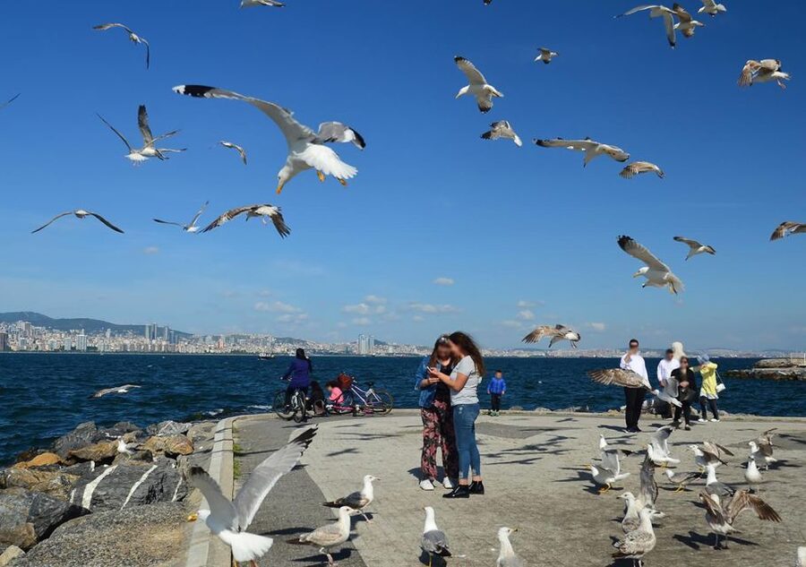 Istanbul: Round-Trip Ferry Tickets to the Princes' Islands - Lunch by the harbor, Halk Plaji, and choosing bike versus walking
