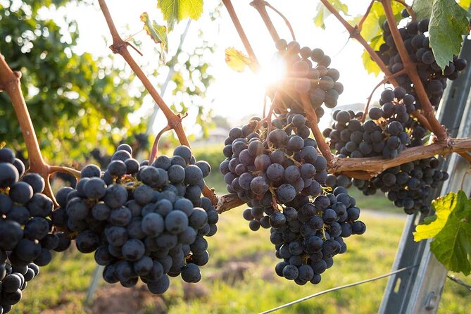 VIP Full Day Wineries Tour from Istanbul - Bottles to take home, and the reality of EU and flight rules